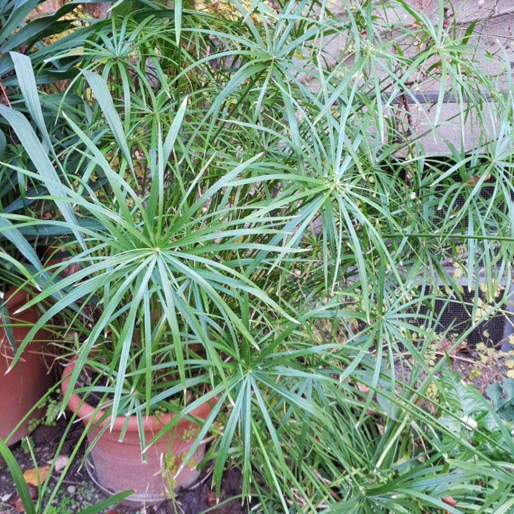 Cuáles son los cuidados básicos para una planta Cyperus saludable