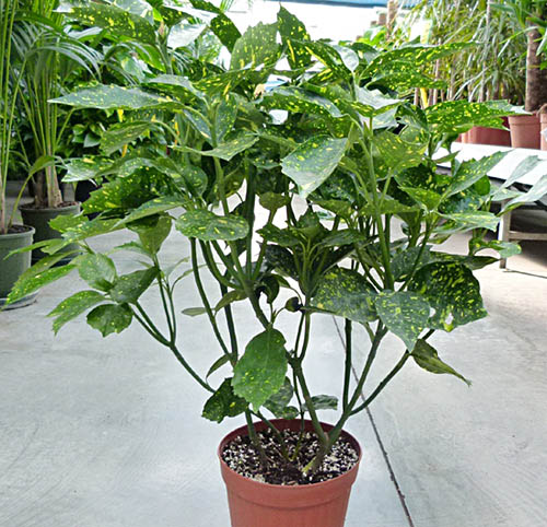 Cuáles son los cuidados básicos para una planta de Aucuba