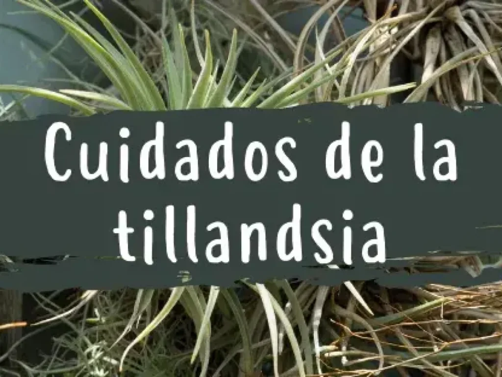 Cuáles son los cuidados correctos para las Tillandsias