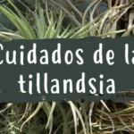 Cuáles son los cuidados correctos para las Tillandsias