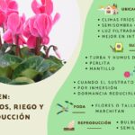 Cuáles son los cuidados ideales para el ciclamen en interiores