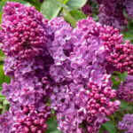 Cuáles son los cuidados ideales para la lila púrpura en el jardín
