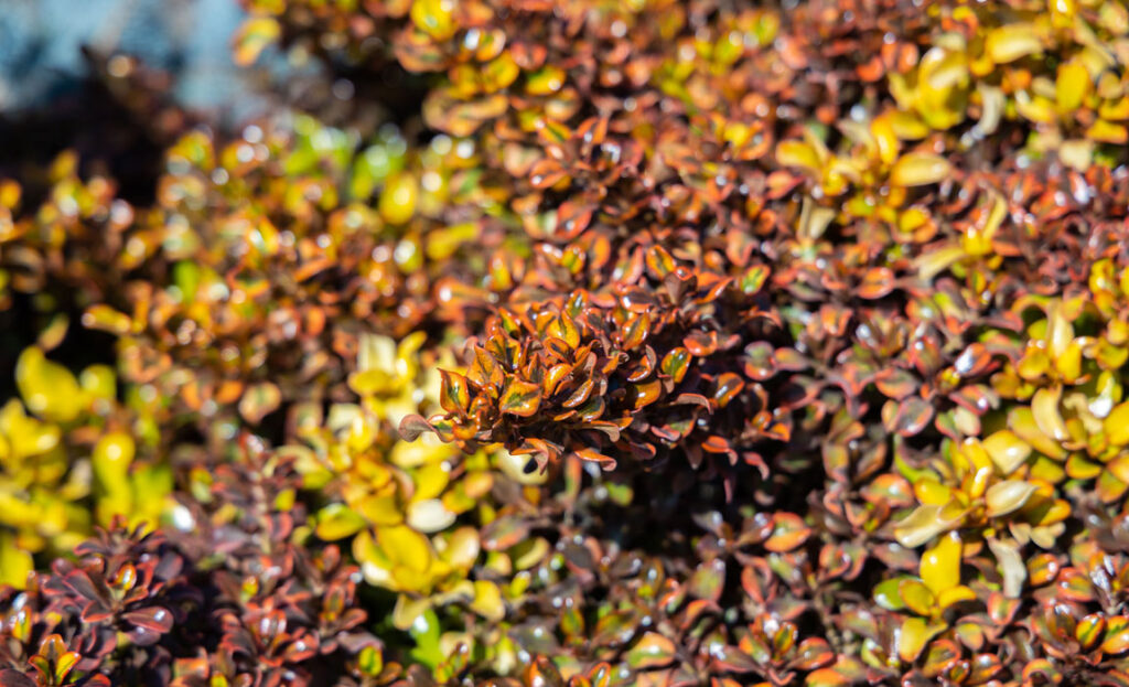 Cuáles son los cuidados ideales para las plantas espejo