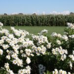 Cuáles son los cuidados ideales para plantar Montauk Daisy