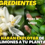 Cuáles son los cuidados necesarios para hacer florecer un limonero