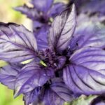 Cuáles son los cuidados necesarios para la albahaca morada Dark Opal