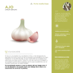 Cuáles son los cuidados necesarios para la planta de ajo
