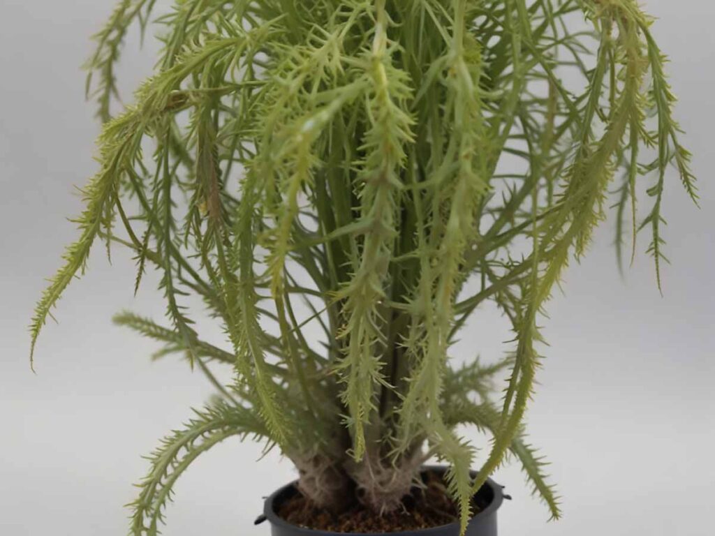 Cuáles son los cuidados necesarios para la planta Tassel Fern