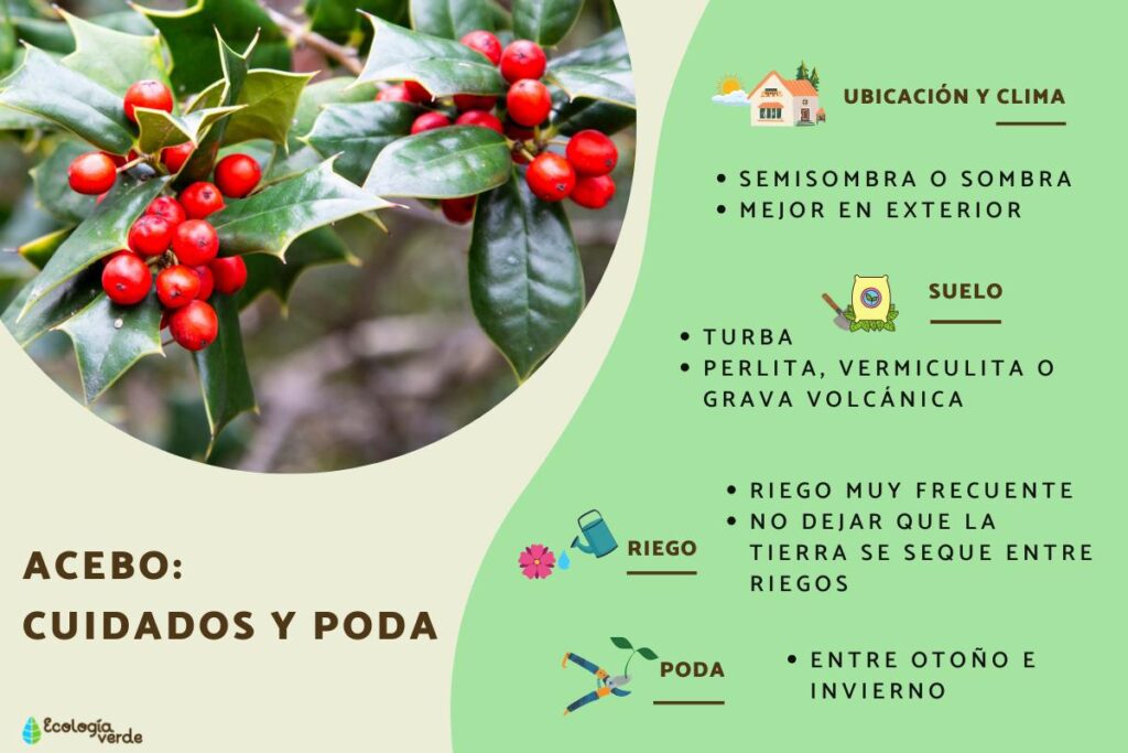 Cuáles son los cuidados necesarios para los acebos yaupón