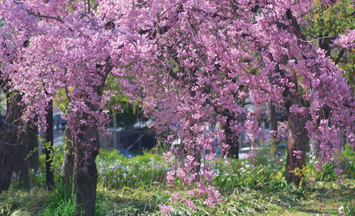 Cuáles son los cuidados necesarios para los cerezos llorones