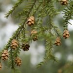 Cuáles son los cuidados necesarios para un árbol de Canadian Hemlock