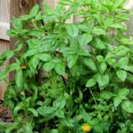 Cuáles son los cuidados necesarios para un Nufar Basil