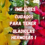 Cuáles son los cuidados para hacer florecer un gladiolo