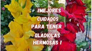 Cuáles son los cuidados para hacer florecer un gladiolo