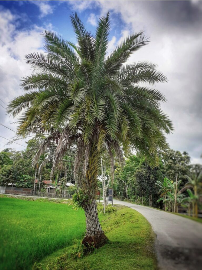 Cuáles son los cuidados y técnicas de cultivo del Toddy Palm
