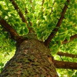 Cuáles son los cultivos de Ginkgo Biloba más comunes