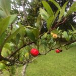 Cuáles son los diferentes tipos de árboles de mayhaw