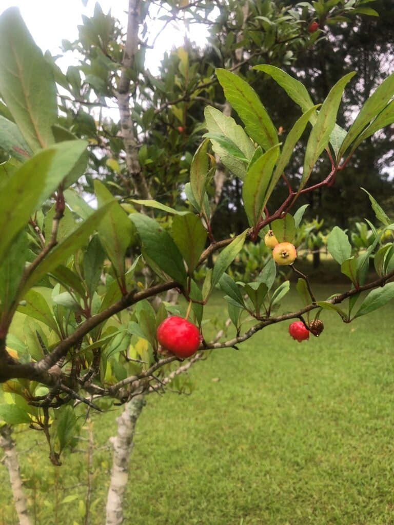 Cuáles son los diferentes tipos de árboles de mayhaw