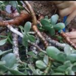 Cuáles son los insectos que afectan a las plantas de jade