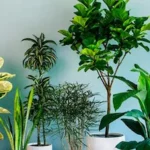 Cuáles son los mejores árboles para áreas con poca luz solar