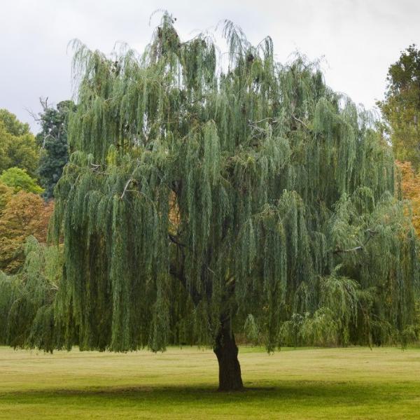 Cuáles son los mejores árboles para suelos húmedos