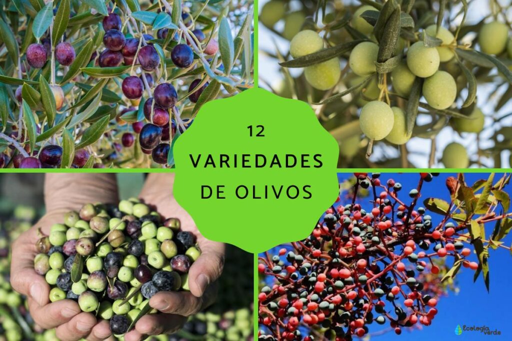 Cuáles son los mejores tipos de olivos para climas de la zona 6