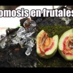Cuáles son los métodos para tratar la gomosis en los duraznos