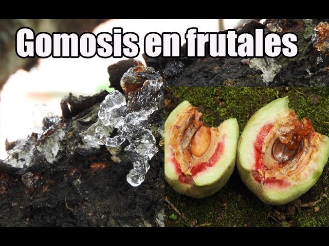 Cuáles son los métodos para tratar la gomosis en los duraznos