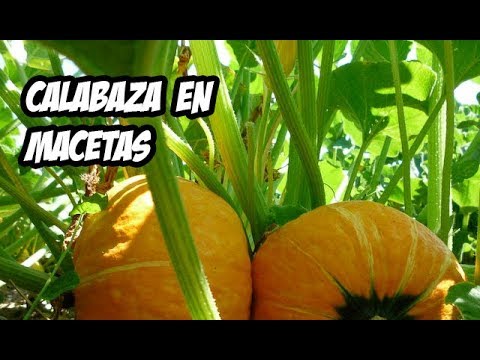 Cuáles son los pasos para cultivar calabazas Kabocha en el jardín