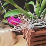 Cuáles son los pasos para cultivar la flor de garceta en casa
