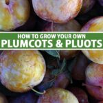 Cuáles son los pasos para cultivar Plumcot y Pluots en casa