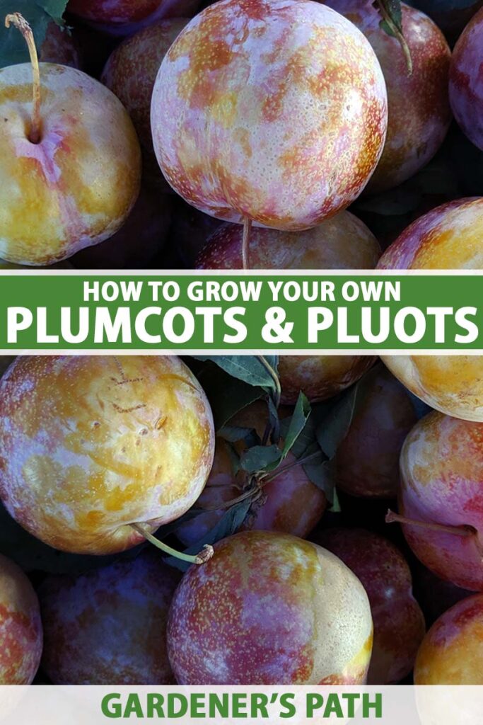 Cuáles son los pasos para cultivar Plumcot y Pluots en casa