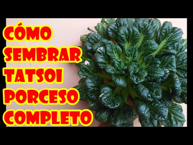 Cuáles son los pasos para cultivar tatsoi en casa