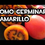 Cuáles son los pasos para cultivar tomates tamarillos con éxito