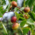Cuáles son los pasos para cultivar un árbol de jujube con éxito