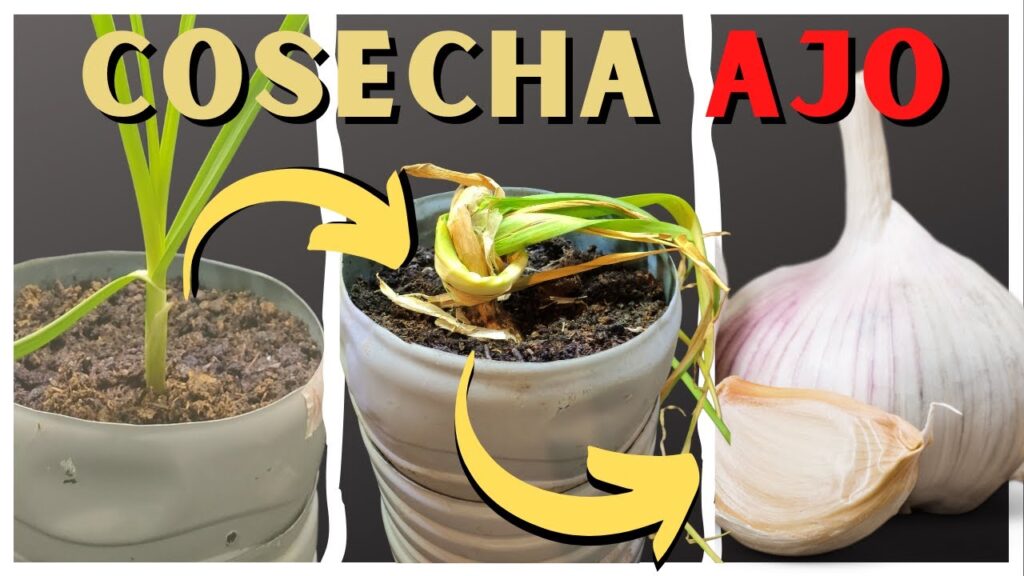 Cuáles son los pasos para cultivar y cosechar ajo negro