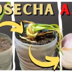 Cuáles son los pasos para cultivar y cosechar ajo negro