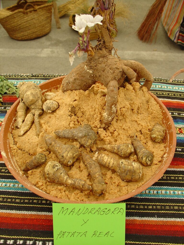 Cuáles son los posibles usos de la mandrágora en la actualidad