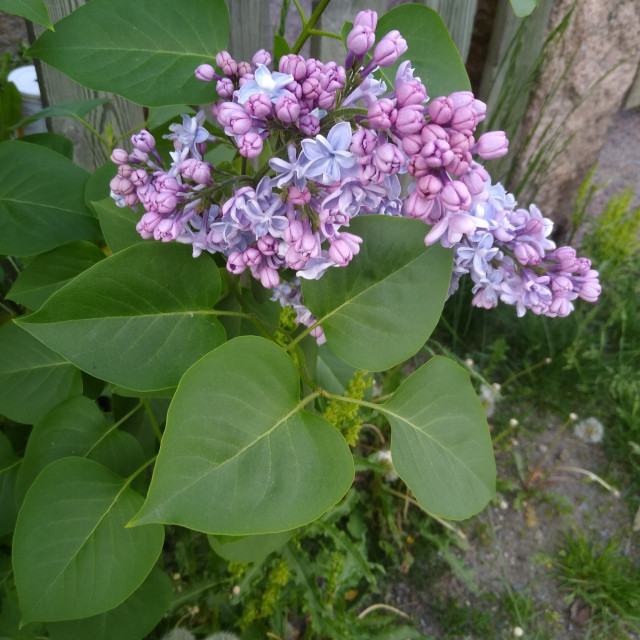 Cuáles son los principales tipos de arbustos de lila