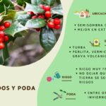 Cuáles son los problemas más comunes en el cuidado del acebo
