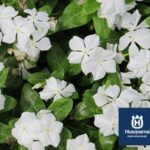 Cuáles son los problemas más comunes en las plantas de vinca
