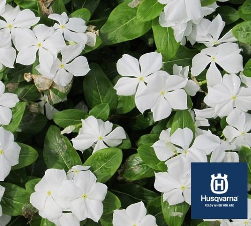 Cuáles son los problemas más comunes en las plantas de vinca