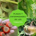 Cuáles son los problemas más comunes que afectan a los tomates