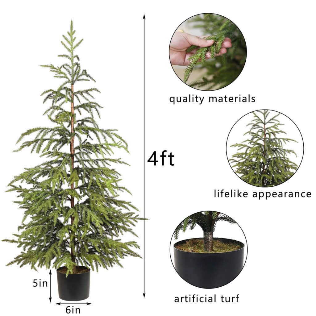 Cuáles son los requisitos de luz del pino de Norfolk