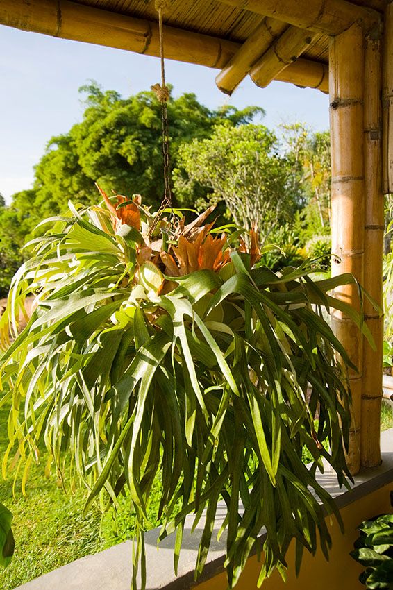 Cuáles son los requisitos de luz para el cuerno de alce