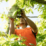 Cuáles son los secretos para plantar árboles con éxito en verano