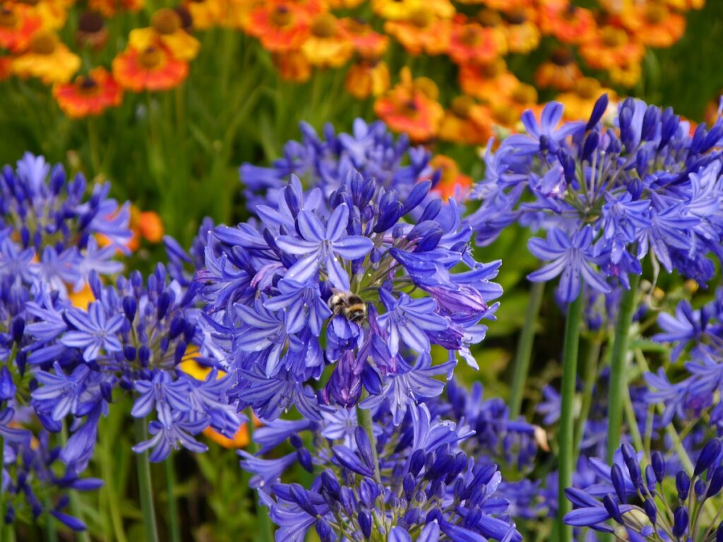 Cuáles son los tipos de agapanthus más comunes