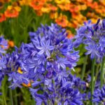 Cuáles son los tipos de agapanthus más comunes