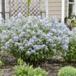 Cuáles son los tipos de amsonia ideales para tu jardín