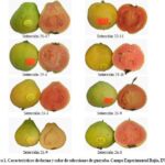 Cuáles son los tipos de guayaba más populares